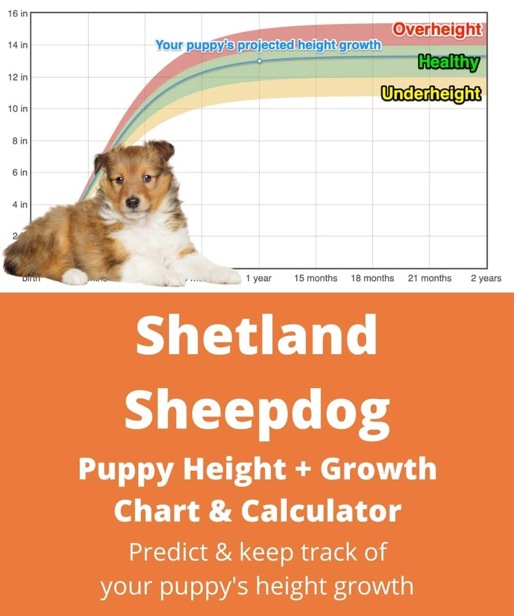 sheltie Puppy height Growth Chart